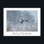 Greylag ganzen in besneeuwd landschap kerstkaart. feestdagenkaart<br><div class="desc">Greylag ganzen in besneeuwd landschap kerst briefkaart.</div>