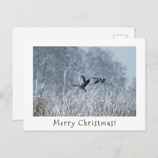 Greylag ganzen in besneeuwd landschap kerstkaart. feestdagenkaart (Voorkant / Achterkant)