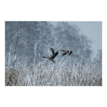Greylag ganzen vliegen in sneeuw poster