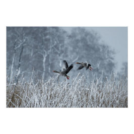 Greylag ganzen vliegen in sneeuw poster