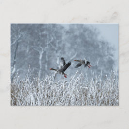 Greylag ganzen vliegen in sneeuwlandschap briefkaa briefkaart