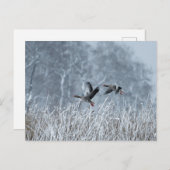 Greylag ganzen vliegen in sneeuwlandschap briefkaa briefkaart (Voorkant / Achterkant)