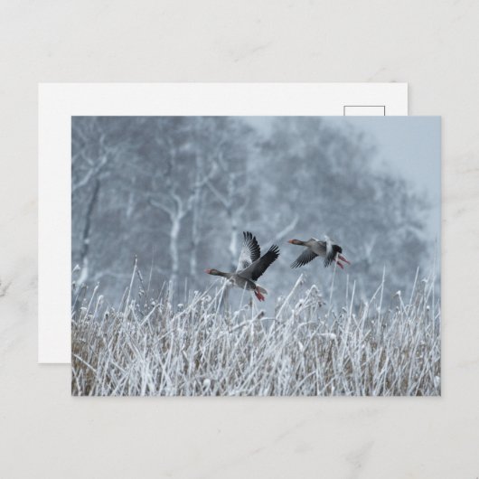 Greylag ganzen vliegen in sneeuwlandschap briefkaa briefkaart (Voorkant / Achterkant)