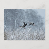 Greylag ganzen vliegen in sneeuwlandschap briefkaa briefkaart (Voorkant)