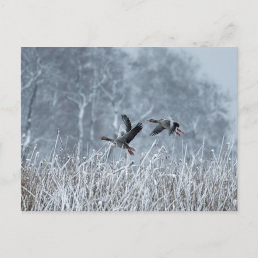 Greylag ganzen vliegen in sneeuwlandschap briefkaa briefkaart (Voorkant)