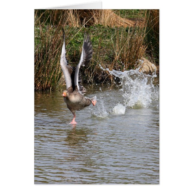 Greylag Geese (Voorkant)