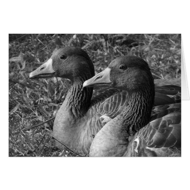 Greylag Geese B&W (Voorkant Horizontaal)