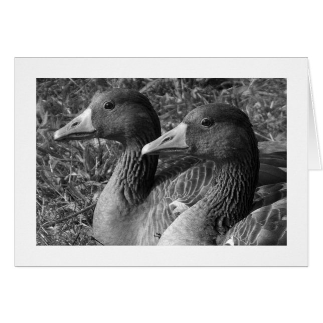 Greylag Geese B&W (brede grens) (Voorkant Horizontaal)