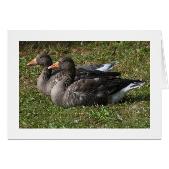 Greylag Geese (brede grens) (Voorkant Horizontaal)