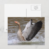 Greylag Geese Briefkaart (Voorkant / Achterkant)