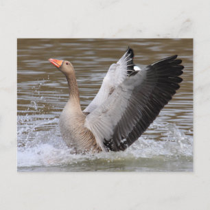 Greylag Geese Briefkaart