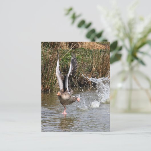 Greylag Geese Briefkaart (Staand voorkant)