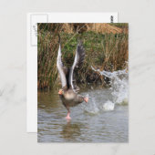 Greylag Geese Briefkaart (Voorkant / Achterkant)
