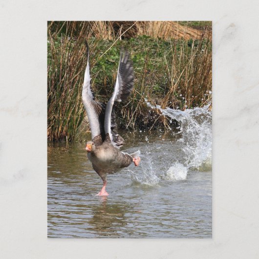 Greylag Geese Briefkaart (Voorkant)