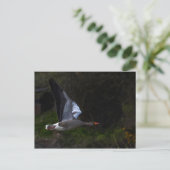 Greylag Geese Briefkaart (Staand voorkant)