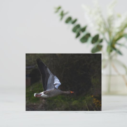 Greylag Geese Briefkaart (Staand voorkant)