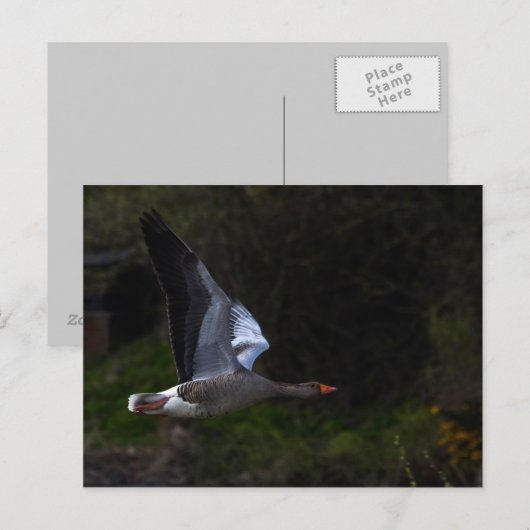 Greylag Geese Briefkaart (Voorkant / Achterkant)