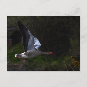 Greylag Geese Briefkaart