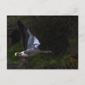 Greylag Geese Briefkaart (Voorkant)