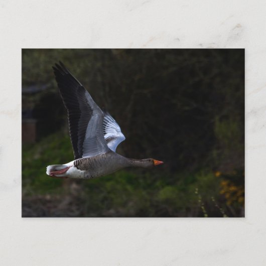 Greylag Geese Briefkaart (Voorkant)
