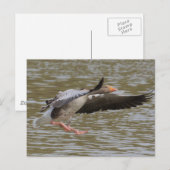 Greylag Geese Briefkaart (Voorkant / Achterkant)