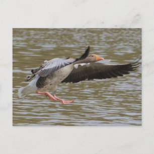 Greylag Geese Briefkaart