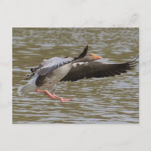 Greylag Geese Briefkaart (Voorkant)