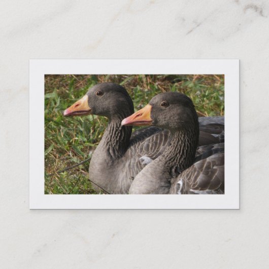 Greylag Geese (Grenzen) Visitekaartje (Voorkant)