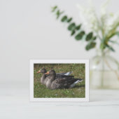 Greylag Geese (Grenzen) Visitekaartje (Staand voorkant)