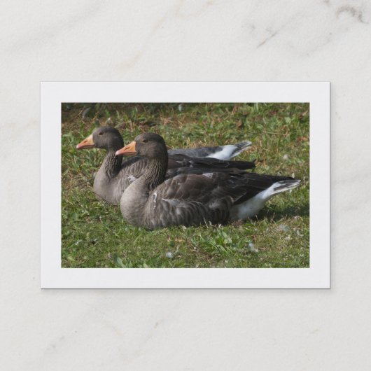 Greylag Geese (Grenzen) Visitekaartje (Voorkant)