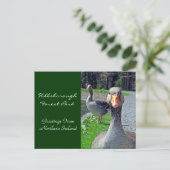 Greylag Geese (Hillsbrough Forest Park) Briefkaart (Staand voorkant)