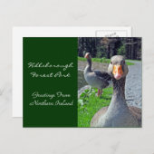 Greylag Geese (Hillsbrough Forest Park) Briefkaart (Voorkant / Achterkant)