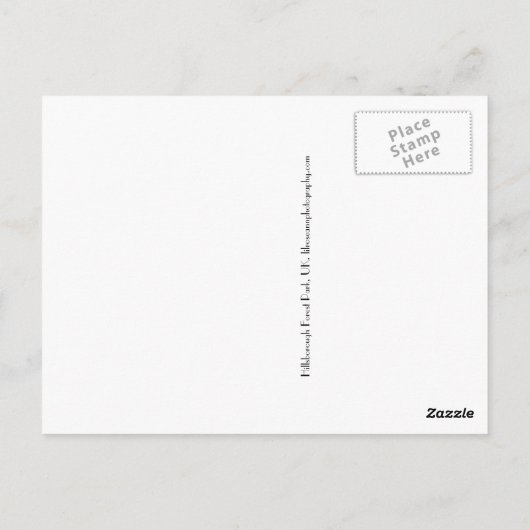 Greylag Geese (Hillsbrough Forest Park) Briefkaart (Achterkant)