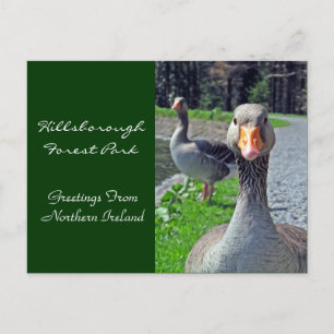 Greylag Geese (Hillsbrough Forest Park) Briefkaart