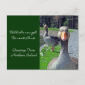 Greylag Geese (Hillsbrough Forest Park) Briefkaart (Voorkant)