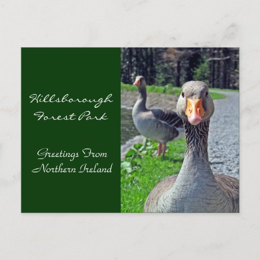Greylag Geese (Hillsbrough Forest Park) Briefkaart (Voorkant)