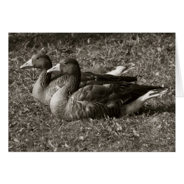 Greylag Geese (Sepia) (Voorkant Horizontaal)