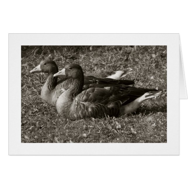 Greylag Geese Sepia (brede grens) (Voorkant Horizontaal)