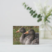 Greylag Geese Visitekaartje (Staand voorkant)