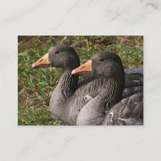 Greylag Geese Visitekaartje (Voorkant)