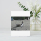Greylag Goose Briefkaart (Staand voorkant)