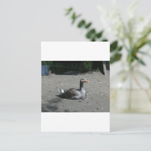 Greylag Goose Briefkaart (Staand voorkant)