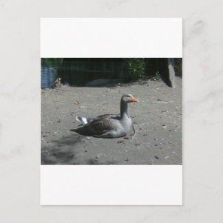Greylag Goose Briefkaart