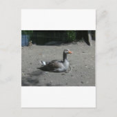 Greylag Goose Briefkaart (Voorkant)
