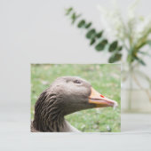 Greylag Goose Briefkaart (Staand voorkant)