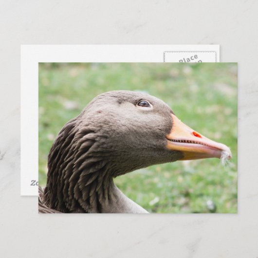 Greylag Goose Briefkaart (Voorkant / Achterkant)
