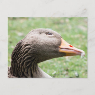 Greylag Goose Briefkaart