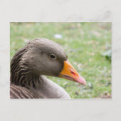 Greylag Goose Briefkaart (Voorkant)