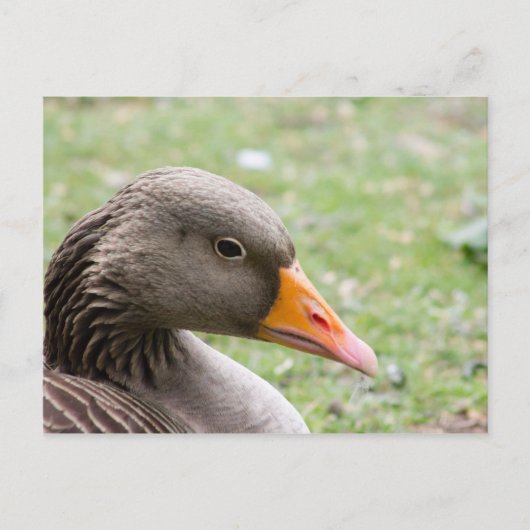 Greylag Goose Briefkaart (Voorkant)