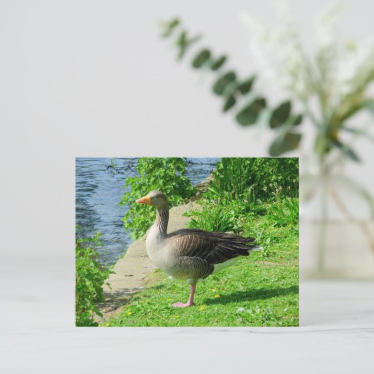 Greylag Goose Briefkaart (Staand voorkant)